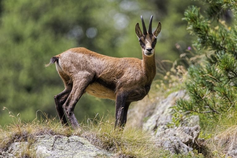 Capra neagră din Carpați – ghid de observare