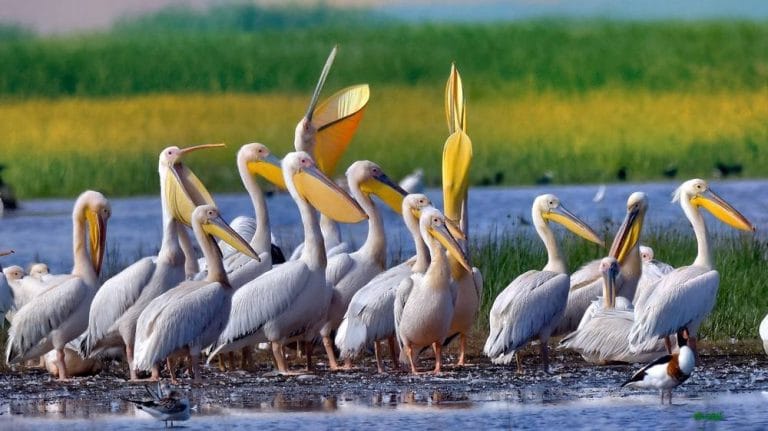Coloniile de pelicani