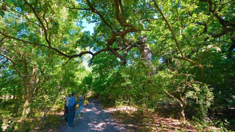 Pădurea Caraorman – misterul Deltei Pădurea Caraorman – misterul Deltei