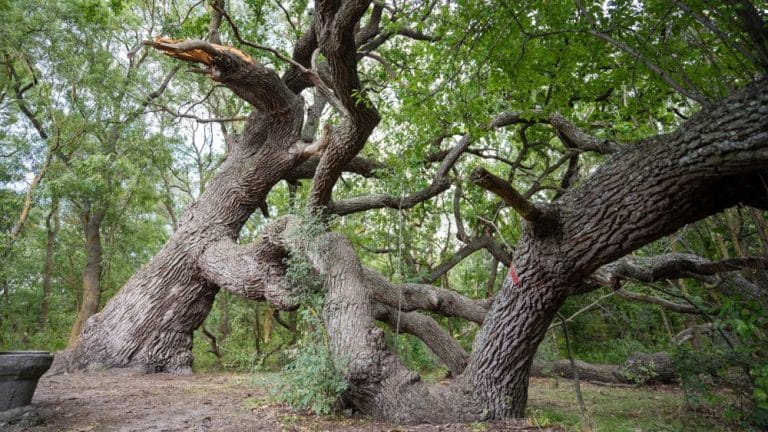 Pădurea Caraorman și Stejarul Îngenuncheat – Misterul Deltei Dunării Pădurea Caraorman – renumită pentru „Stejarul Îngenuncheat”.