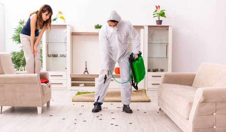 Ce înseamnă dezinsecția și de ce este esențială 2