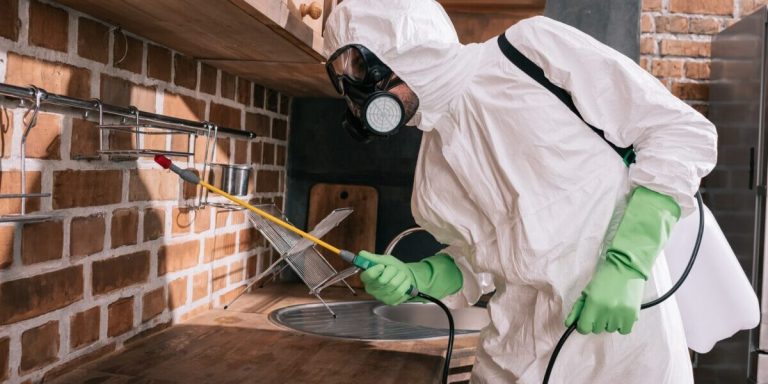 Dezinsecția profesională – soluția modernă pentru combaterea insectelor 6